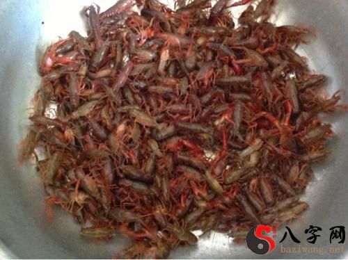 梦见抓龙虾