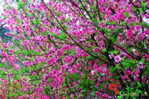 梦见鲜花盛开