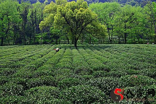 梦见自己摘茶叶